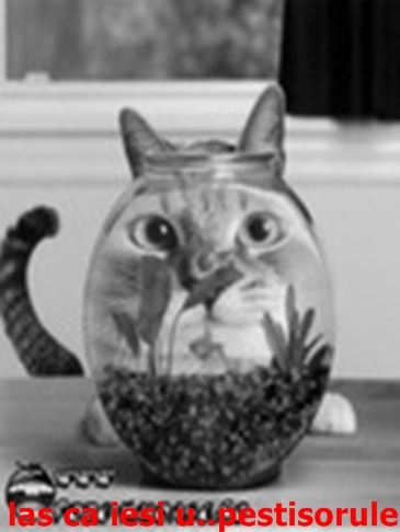 twww_poze-haioase_ro__1230152487_227587[1]