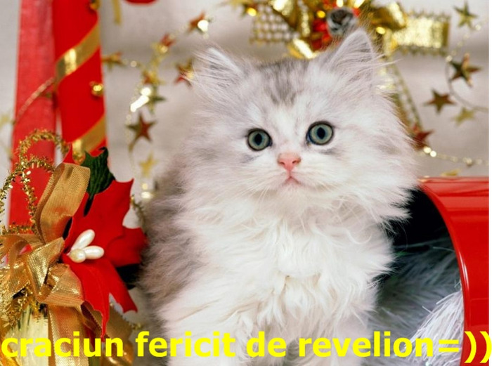 christmas_kitten-1024x768 - Pisici amuzante