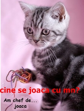 kitten_am_chef_de_joaca[1]