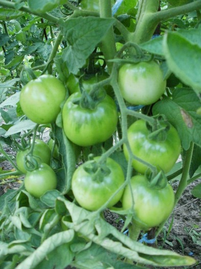P7310394