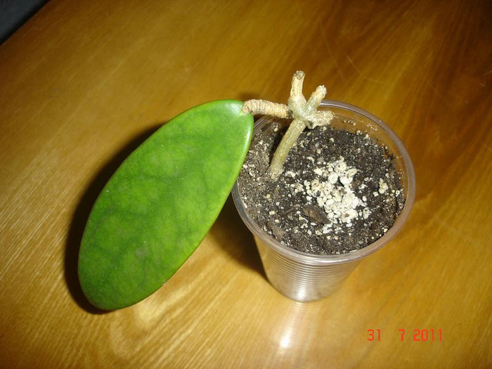 31.07.2011 - Hoya Meliflua ssp meliflua
