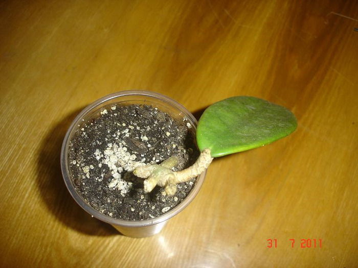 31.07.2011 - Hoya Meliflua ssp meliflua