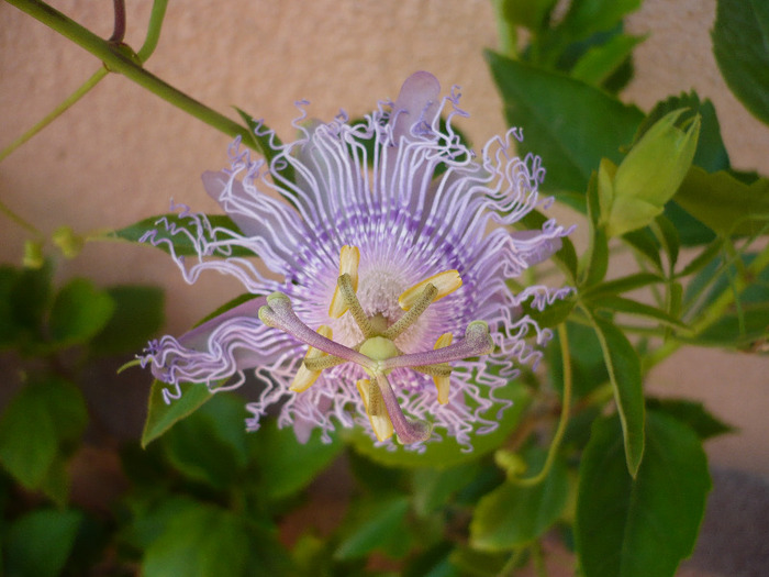 31.07.2011 - zzz-PASSIFLORA-iesite din colectie