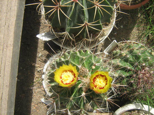 Picture 322 - cactusii mei