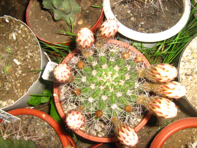 Picture 319 - cactusii mei