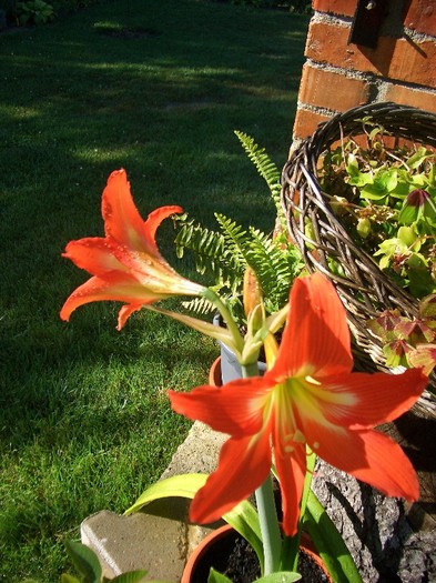 hippeastrum.1.august - terasa 2011