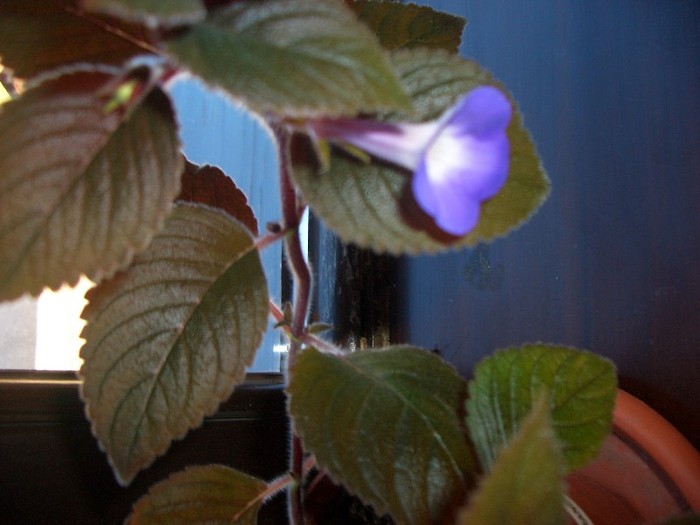 CIMG3991 - gloxinia-kohleria-achimenes