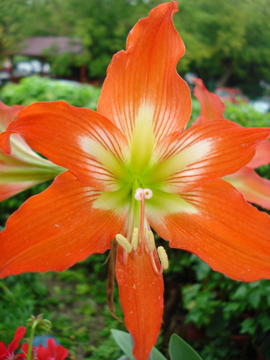 Amaryllis "Piquant", 25.07.2011