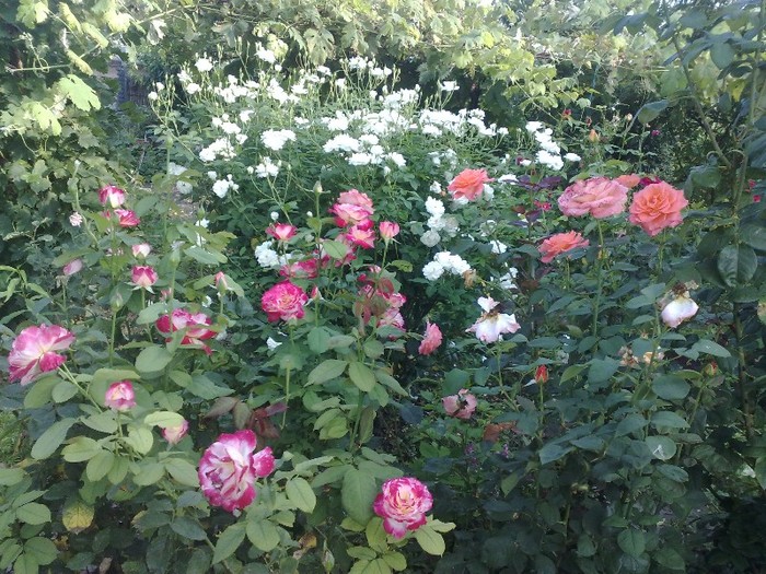 93 - TRANDAFIRII MEI