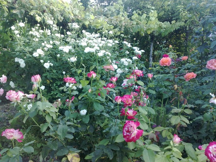 94 - TRANDAFIRII MEI