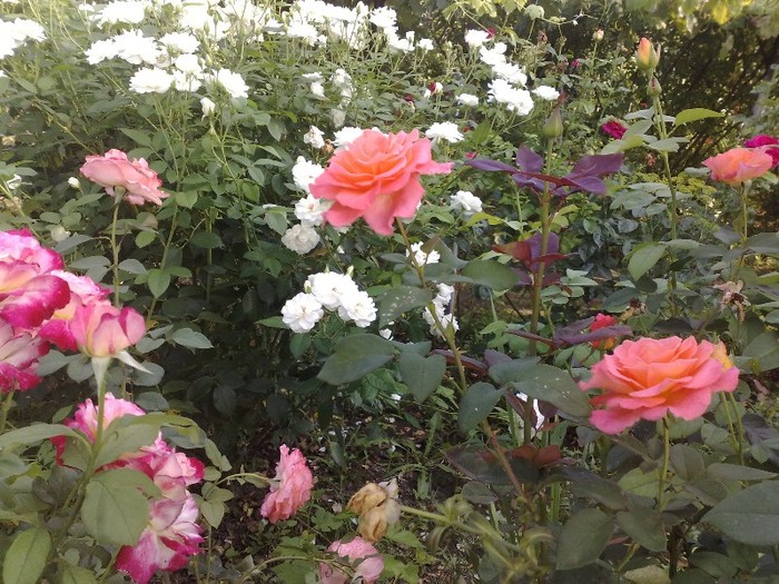 95 - TRANDAFIRII MEI