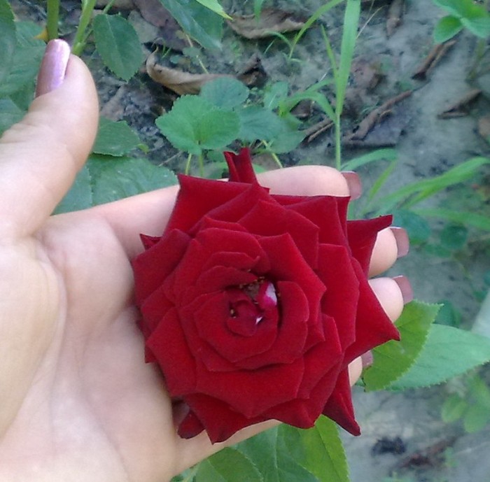 mai frumoasa - TRANDAFIRII MEI