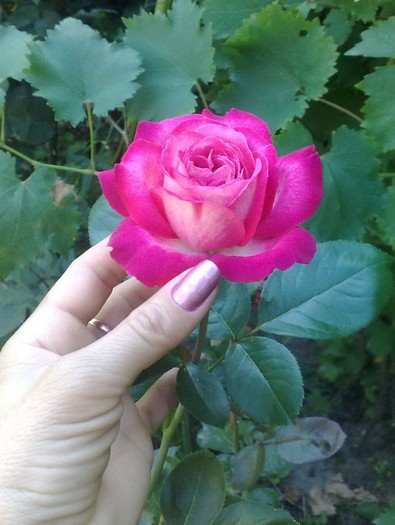 gaumo - TRANDAFIRII MEI