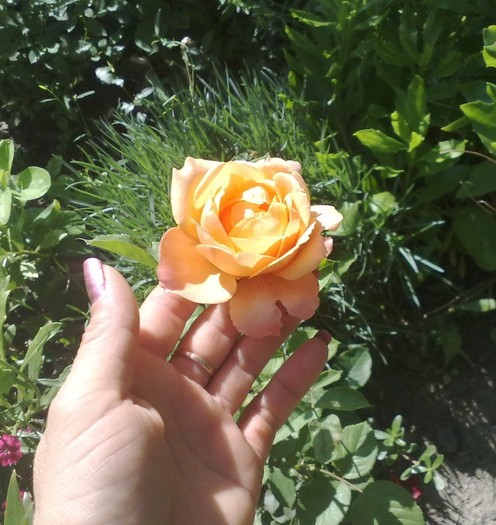 lolita - TRANDAFIRII MEI