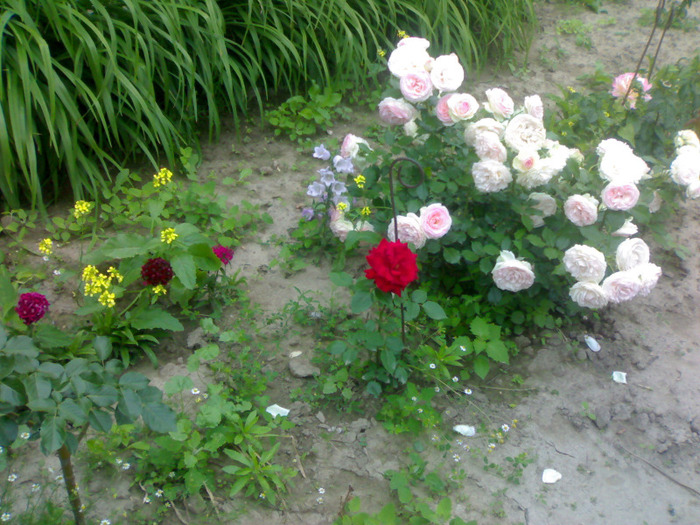 14062011303 - gradina de flori