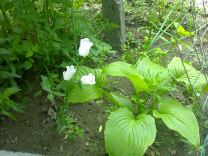 14062011313 - gradina de flori