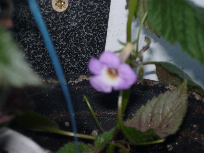 P1030576 - Flori 2011 - a treia parte