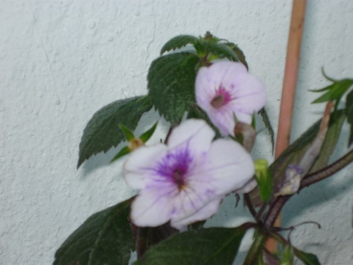 P1030577 - Flori 2011 - a treia parte