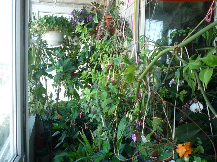 P1030585 - Flori 2011 - a treia parte