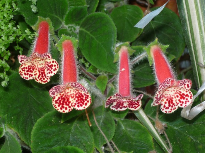 P1030588 - Flori 2011 - a treia parte