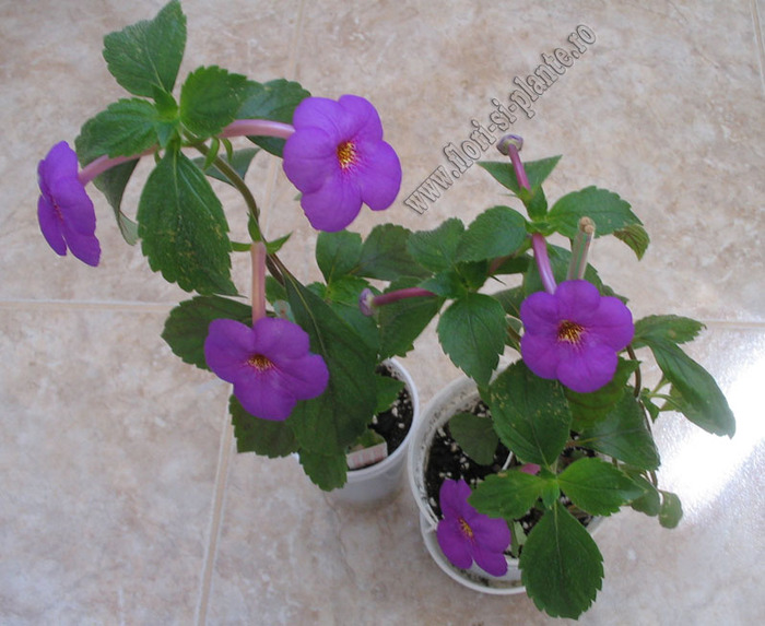 Achimenes Tiger Eye