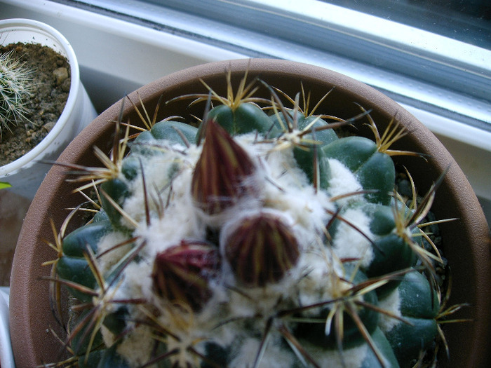 boboci - Flori cactusi