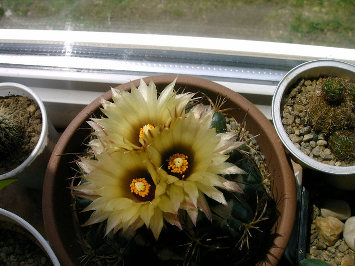 IMAG0001 - Flori cactusi