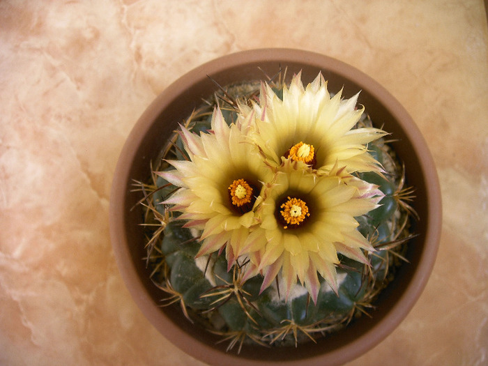 IMAG0002 - Flori cactusi
