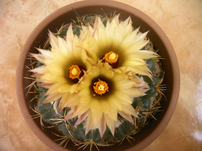 Coryphanta - Flori cactusi