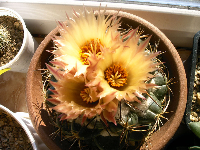 IMAG0006 - Flori cactusi