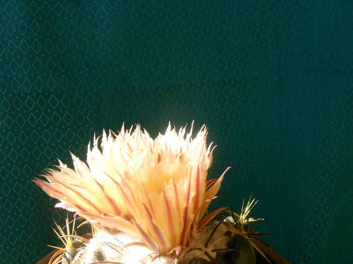 IMAG0012 - Flori cactusi