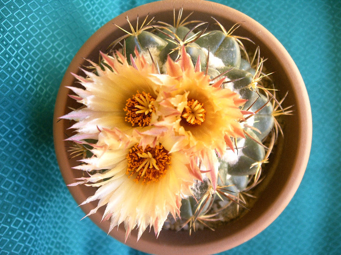 IMAG0014 - Flori cactusi