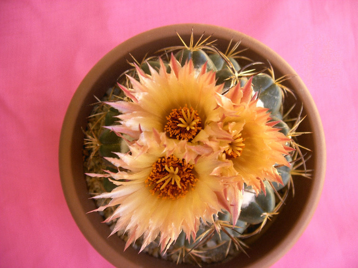 IMAG0015 - Flori cactusi