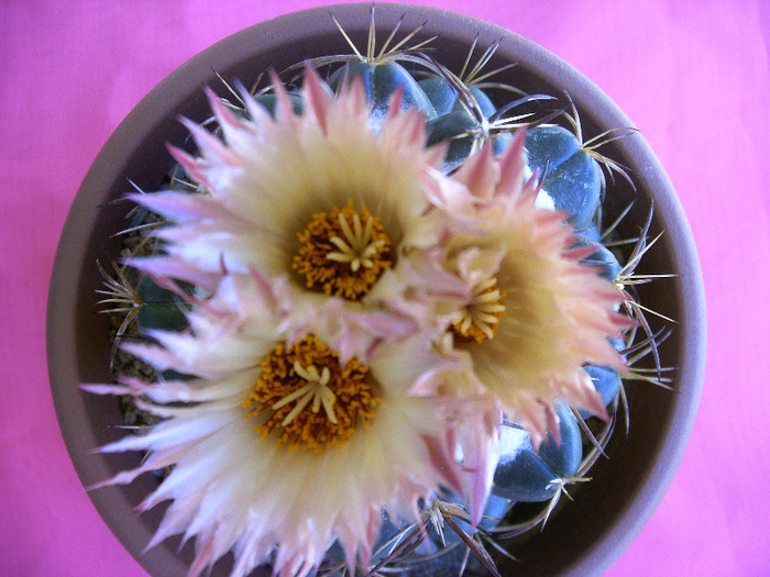 IMAG0016 - Flori cactusi