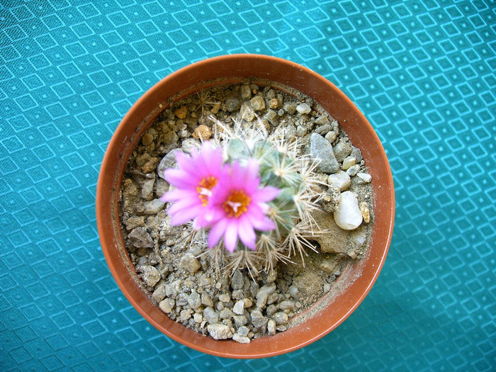 IMAG0023 - Flori cactusi