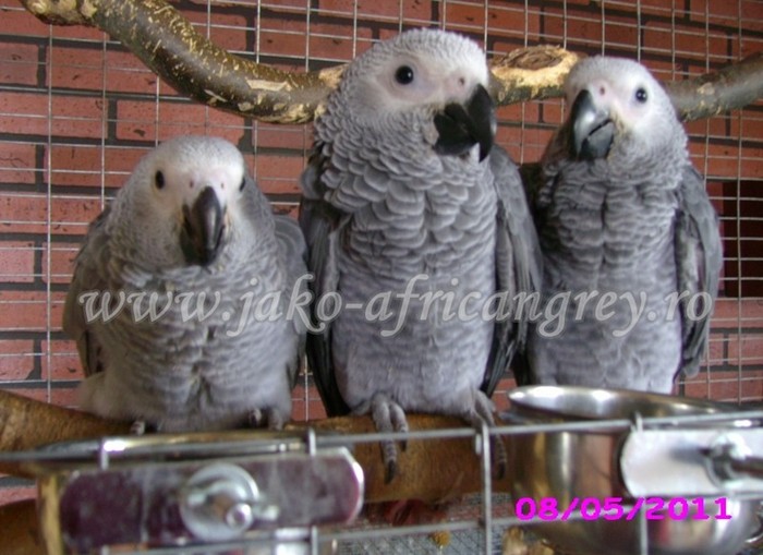 Jako African Grey - papagali blanzi Jako African Grey - Timisoara