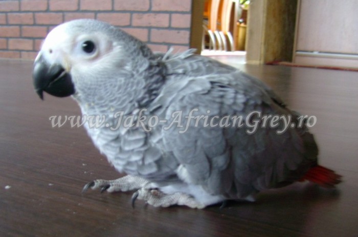 Jako African Grey - papagali blanzi Jako African Grey - Timisoara