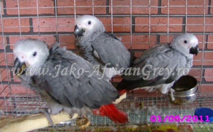 Jako African Grey; pui blanzi de papagal Jako
