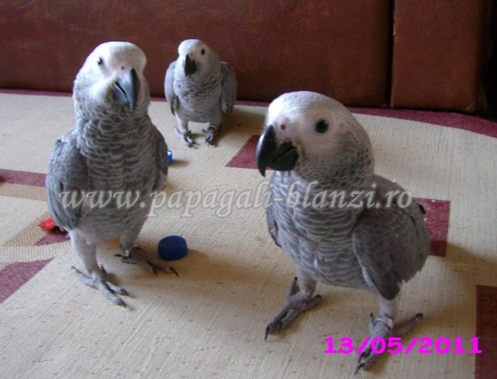 Jako African Grey; pui blanzi de papagal Jako
