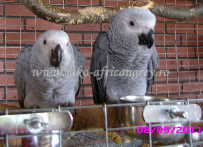 Jako African Grey; pui blanzi de papagal Jako
