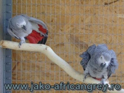 Pereche Jako African Grey TM5 - papagali blanzi Jako African Grey - Timisoara