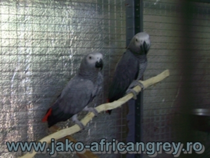 Pereche Jako African Grey TM1; papagali Jako, pereche
