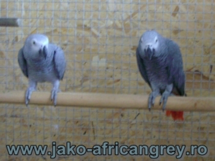 Pereche Jako African Grey TM2; papagali Jako, pereche
