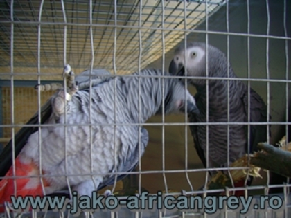 Pereche Jako African Grey TM4; papagali Jako, pereche
