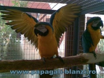 Ara Ararauna - papagali blanzi - Timisoara