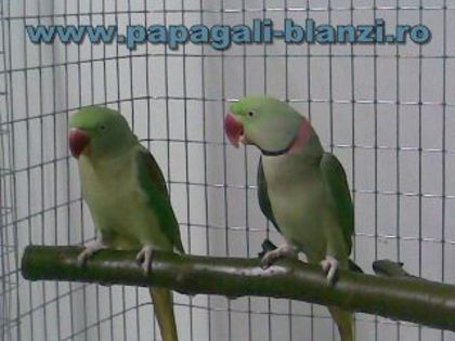 papagali Marele Alexander - papagali blanzi - Timisoara
