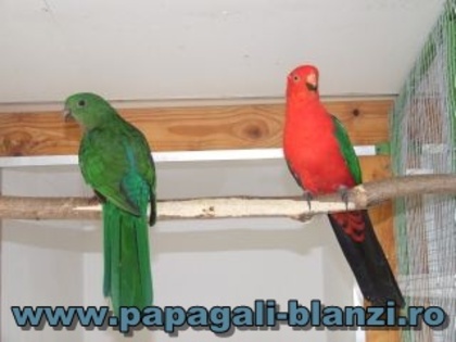 Regele papagal - King Parrot - papagali blanzi - Timisoara