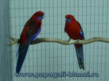 Crimson Rosella - pennant