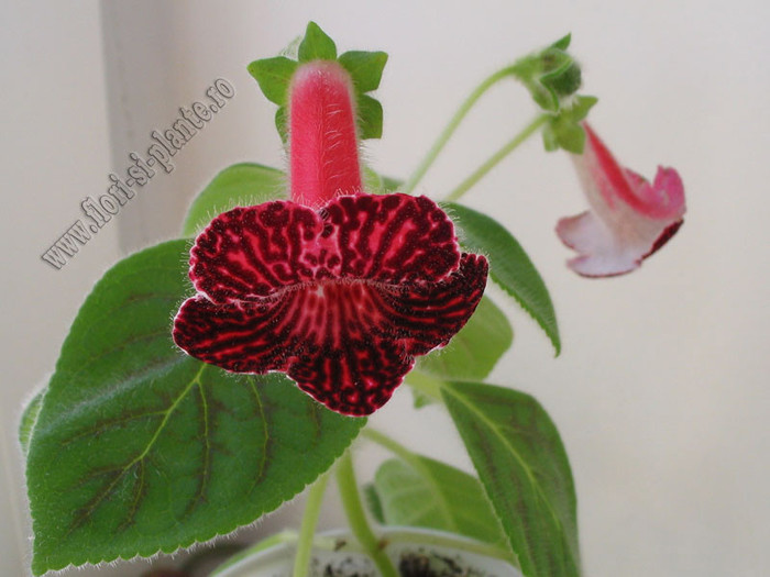 NEW - Kohleria Sofia; Imagini in premiera

