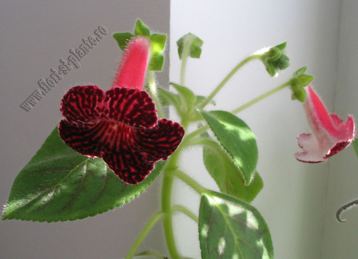 NEW - Kohleria Sofia